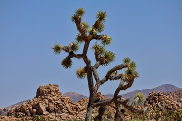 Joshua Trees dot the Mojave Desert as far as the eye can see in California's Joshua Tree National Park