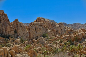 Joshua Trees dot the Mojave Desert as far as the eye can see in California's Joshua Tree National Park