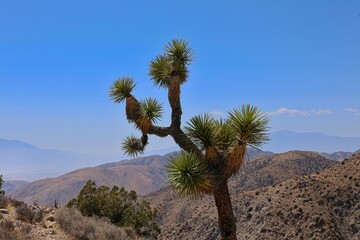 Joshua Trees dot the Mojave Desert as far as the eye can see in California's Joshua Tree National Park