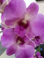 pink orchid flower