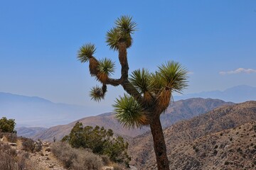 Joshua Trees dot the Mojave Desert as far as the eye can see in California's Joshua Tree National Park