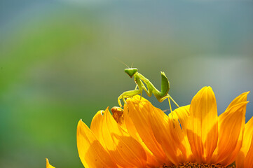 Little mantis over the top of sunflower with green background