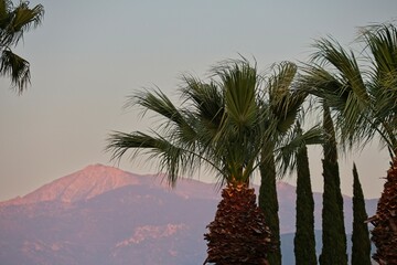 Fan palms blow in the breeze with Mount San Jacinto in the background