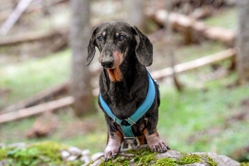 A dachshund wearing a blue harness stands on mossy ground in a serene forest setting, showcasing curiosity and adventure, ideal for themes of nature, pets, and outdoor exploration.
