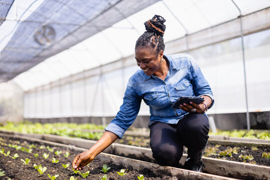 Young scientist in agricultural farm carefully inspects plants while using tablet as part of research team working to improve crop growth and sustainability with dedication and care