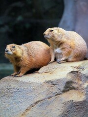 オグロプレーリードッグ