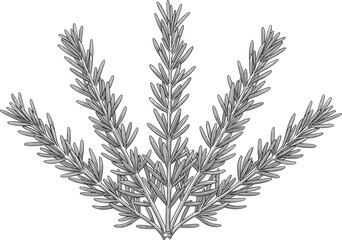 Vector illustration of a Thyme branch with tiny leaves. Hand drawn botanical linear sketch for herbal, culinary, garden, and aromatherapy projects. Outline drawing of kitchen herb for menu design