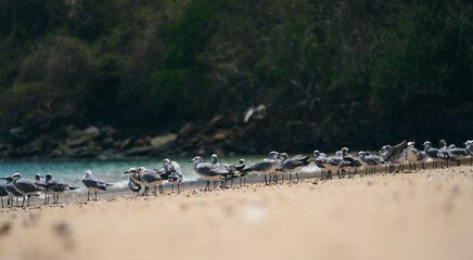 Seagulls gathering in the beach sand