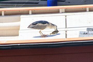Black-Crowned Night Heron Catching Fish on a Boat in Hong Kong