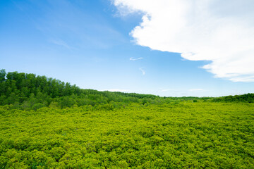 Green mangrove forest. Natural carbon sink and climate solution for corporations investing in blue...