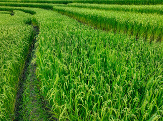 Green rice fields across terraced slopes. The balance between sustainable agriculture, organic...