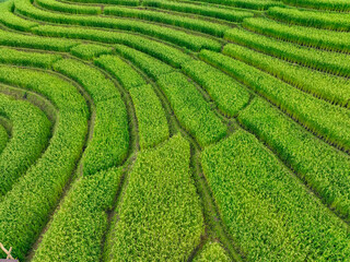 Aerial view of rice terraces carved into mountain slopes. Centuries old farming techniques. Growing season. Local farmers maintain sustainable agricultural practices. Preserving cultural heritage.