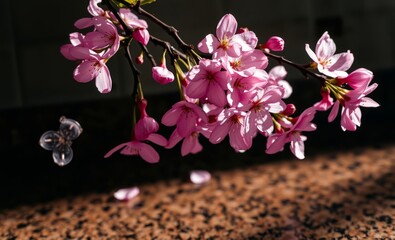 A branch laden with plum blossoms their delicate pink petals cascading over a worn antique brown granite countertop a testament to the ephemeral beauty of spring