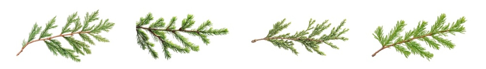 Obraz premium Close-up of a conifer branch isolated on transparent background