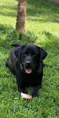 Black Labrador Retriever Lying in Green Grass with Tongue Out and a Bone