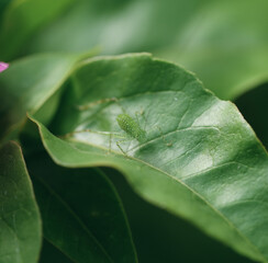 Katydid nymph standing on a green leaf