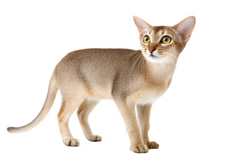 Charming Singapura cat PNG on a transparent background highlighting its playful nature and elegance.