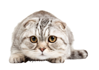 Charming Scottish Fold cat PNG on a transparent background highlighting its plush coat and adorable folded ears.