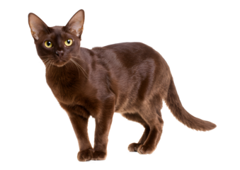 Havana Brown cat PNG on a transparent background showcasing its rich chocolate coat and striking green eyes.