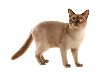 Burmese cat PNG on a transparent background showcasing its elegant physique and striking coat colors.