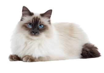 Birman cat PNG on a transparent background showcasing its striking blue eyes and beautiful, long fur.