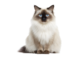 Charming Birman cat PNG on a transparent background highlighting its graceful appearance and affectionate nature.