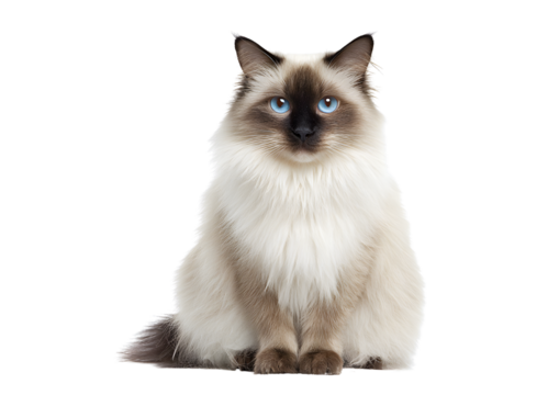 Charming Birman cat PNG on a transparent background highlighting its graceful appearance and affectionate nature.