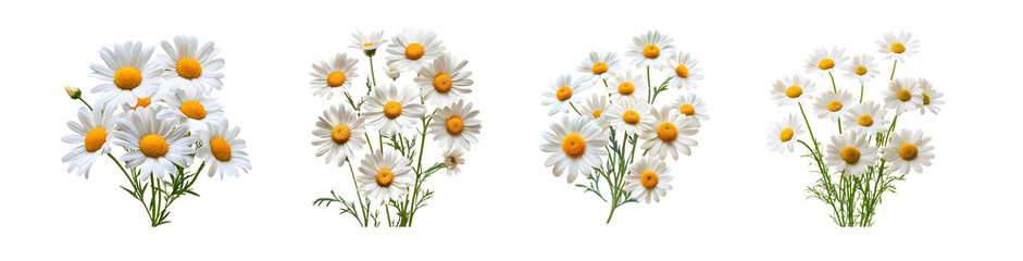 set of bunches of white daisies on a white background. © Syauqiya