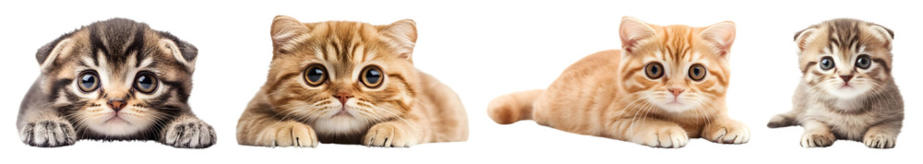 Four Cute Kittens Of Different Breeds Are Lying Presenting Their Adorable Faces And Paws On A Transparent Background