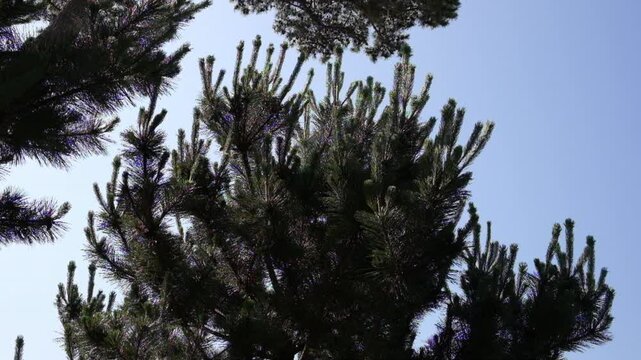 青空が背景の風に揺れる海岸近くの若い松の新緑の枝先_hs_24p