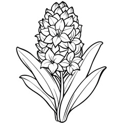 Obraz premium Hyacinth flower isolated on white background