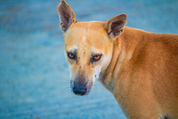 Portrait of a cute light white and brown dog. Picture clicked at a village in Tamil Nadu, South India, India
