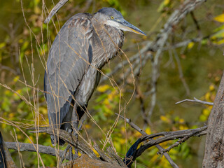 Great Blue Heron Perched Among Autumn Branches