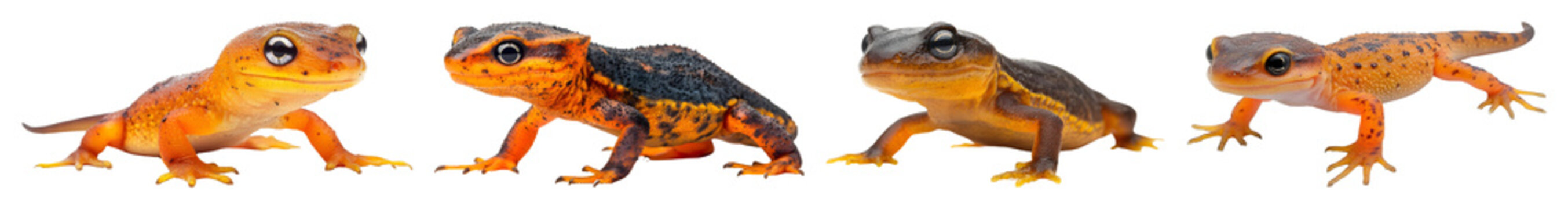 Group Of Four Different Orange And Black Rough Skinned Newts On A Transparent Background Viewed From A Low Angle