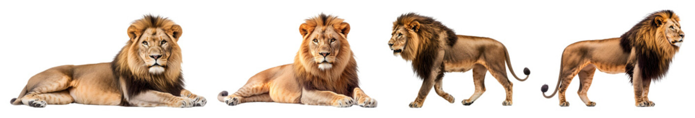 Four Different Adult Lions Posing Against A Transparent Background Showing Varied Positions Of Lying Down And Standing Isolate