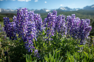 Lupine flowers in a meadow in the Gore Range in Colorado
