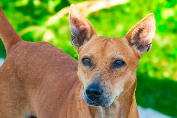 Portrait of a cute light white and brown dog. Picture clicked at a village in Tamil Nadu, South...