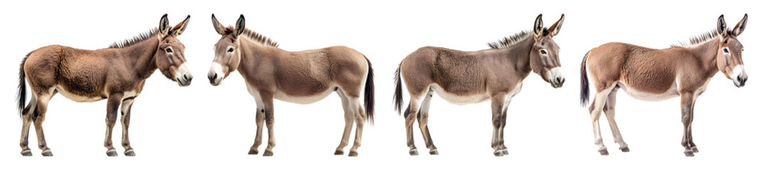 Four Brown Donkeys Stand Isolated Against A Transparent Background In A Horizontal Composition