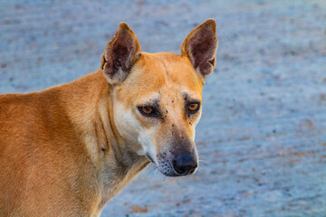 Portrait of a cute light white and brown dog. Picture clicked at a village in Tamil Nadu, South...