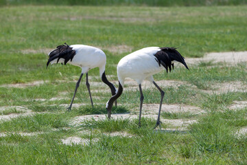 The red-crowned cranes in the Momoge National Nature Reserve, Jilin Province, China.