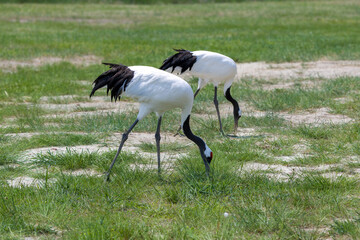 The red-crowned cranes in the Momoge National Nature Reserve, Jilin Province, China.