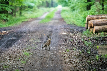 piękny zając na drodze leśnej © © Jakacki