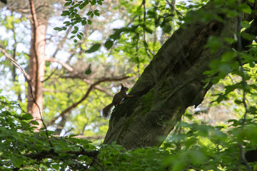 Wiewiórka na drzewie w lesie © © Jakacki