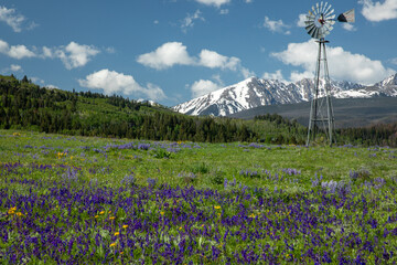 Windmill in a Colorado Alpine Meadow with Lupine flowers