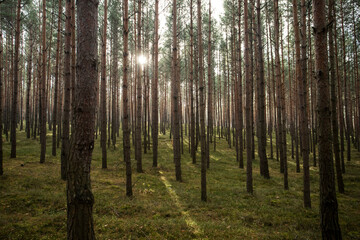 Fototapeta premium Piękny las o poranku