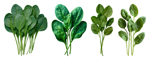 Four Bunches Of Fresh Bright Green Spinach Leaves In Varying Sizes And Arrangements On A Transparent Background