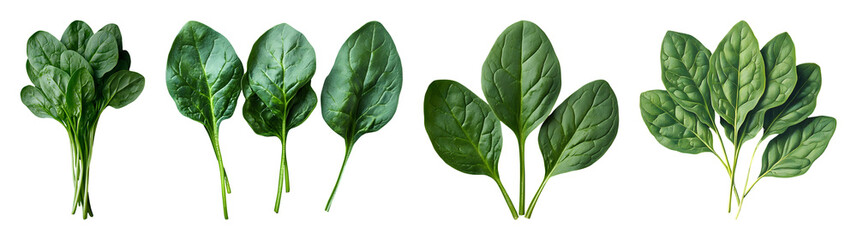Several arrangements of fresh vibrant green spinach leaves stems and bundles are displayed against a black backdrop