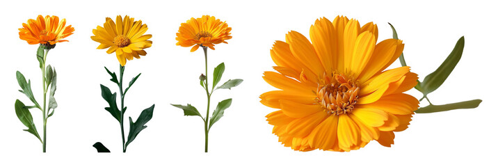 Four calendula officinalis flowers with stems and leaves are presented one is a close up of bloom