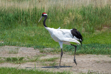 The red-crowned cranes in the Momoge National Nature Reserve, Jilin Province, China.