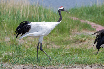 Fototapeta premium The red-crowned cranes in the Momoge National Nature Reserve, Jilin Province, China.